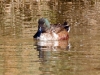 Northern Shoveler