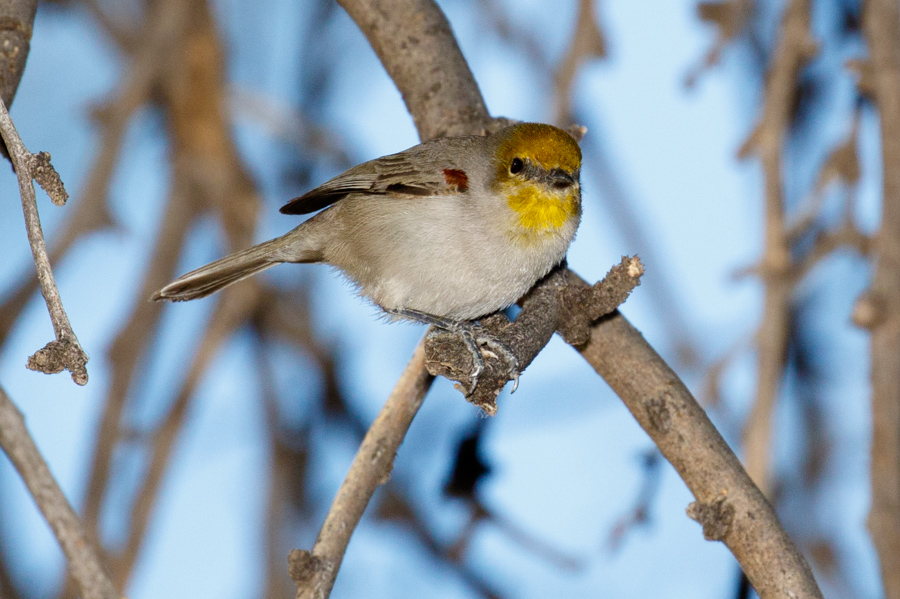 Verdin