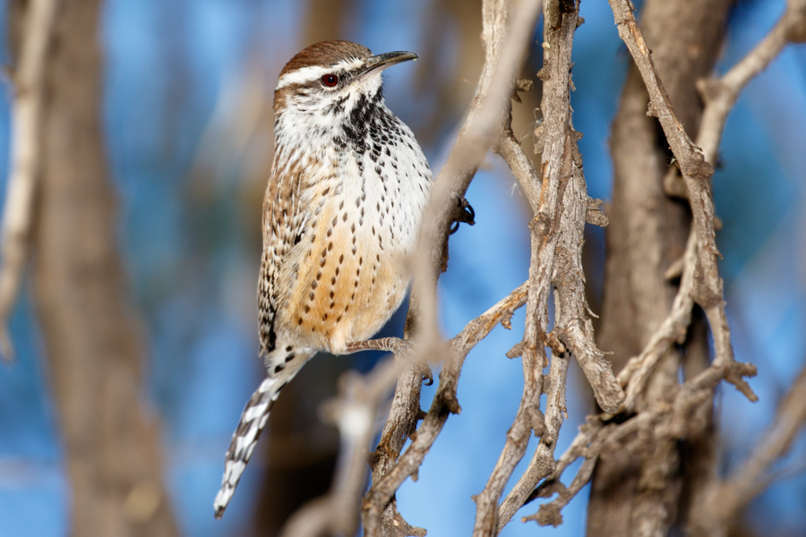 Canyon Wren