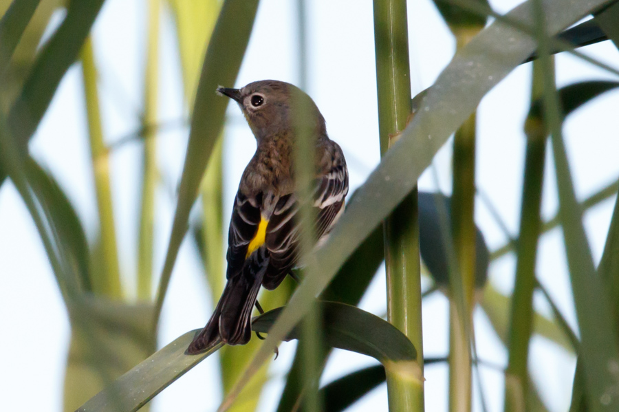 Yellow-rumped Warbler