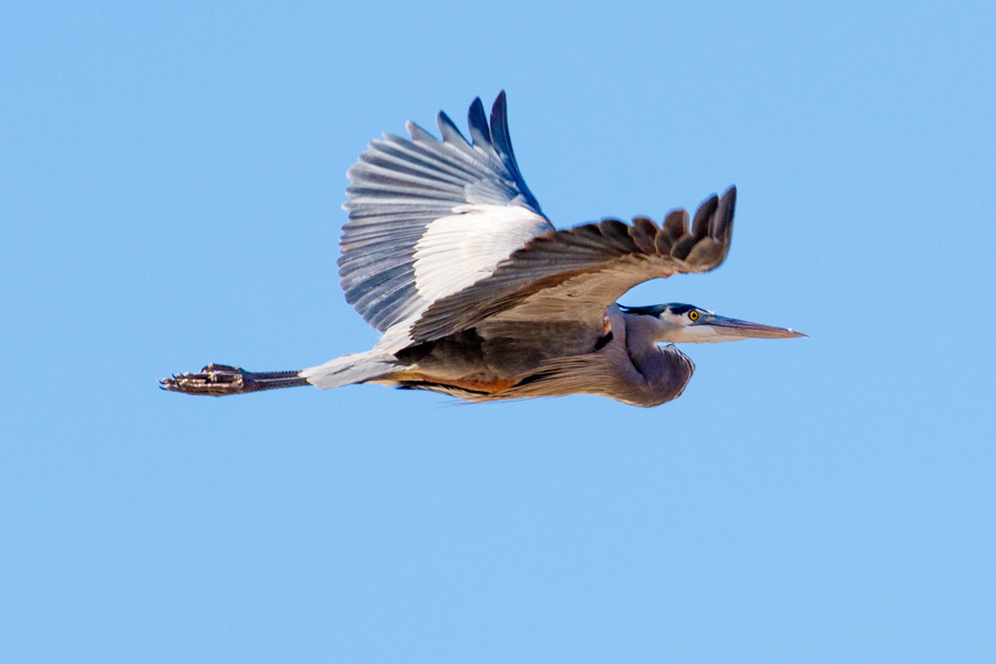 Great Blue Heron