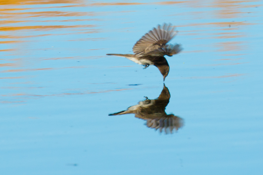 Black Phoebe