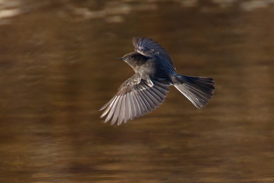 Black Phoebe