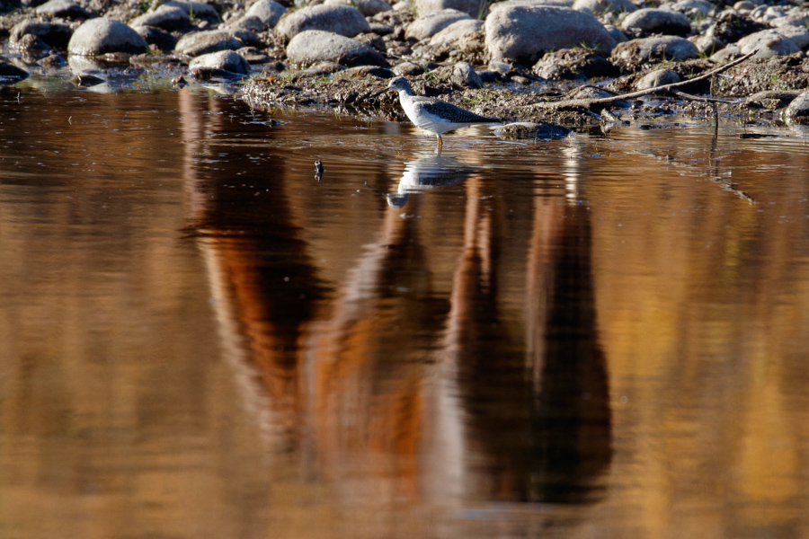 Greater Yellowlegs