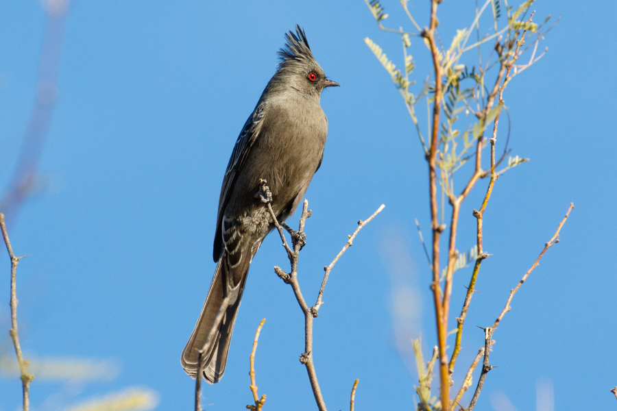 Phainopepla