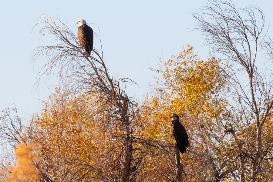 Bald Eagle