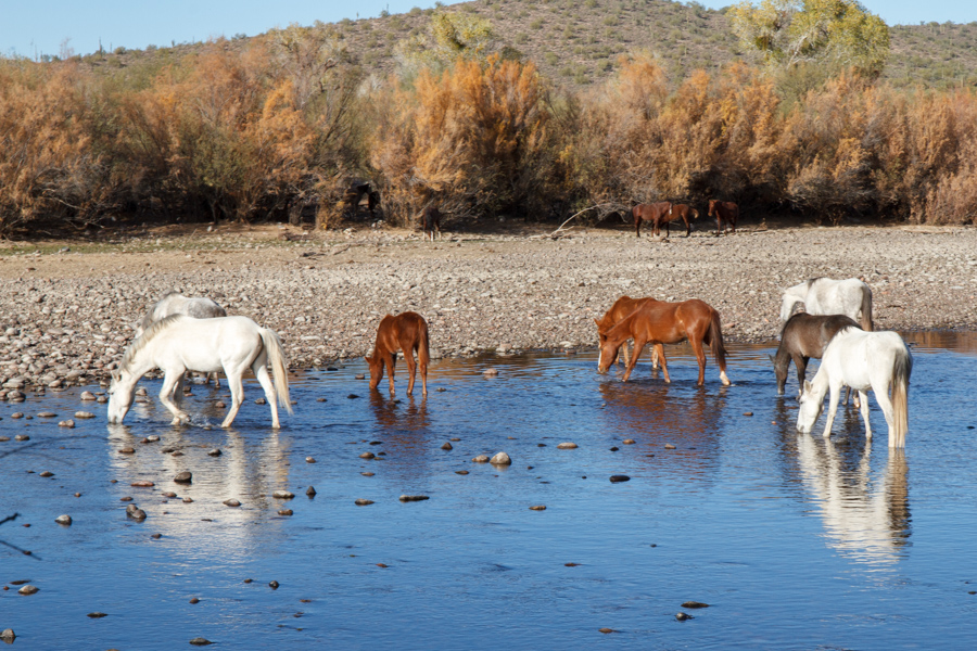 Wild Horses