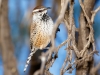 Canyon Wren