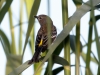 Yellow-rumped Warbler