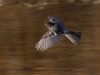 Black Phoebe