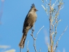 Phainopepla