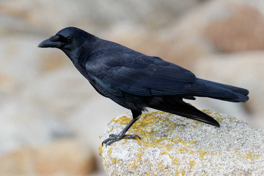 American Crow