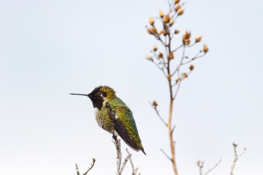 Anna\'s Hummingbird