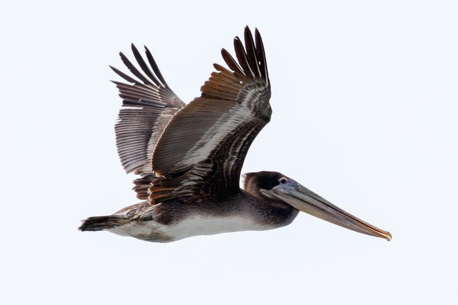 Brown Pelican