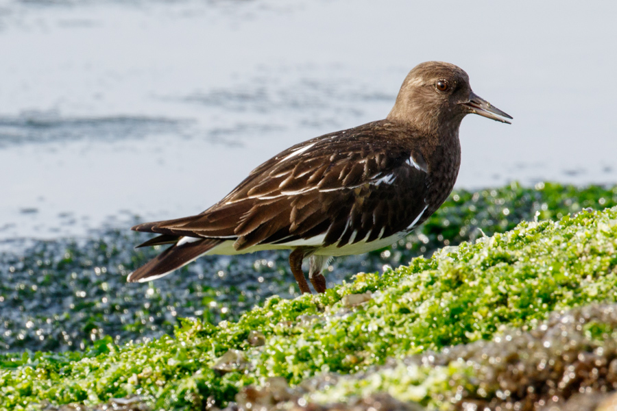 Black Turnstone