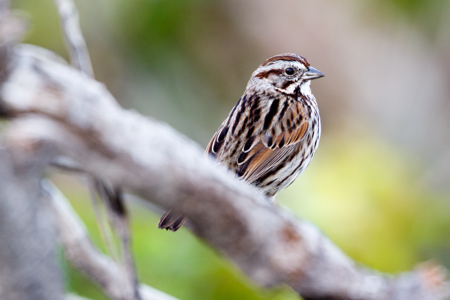 Song Sparrow