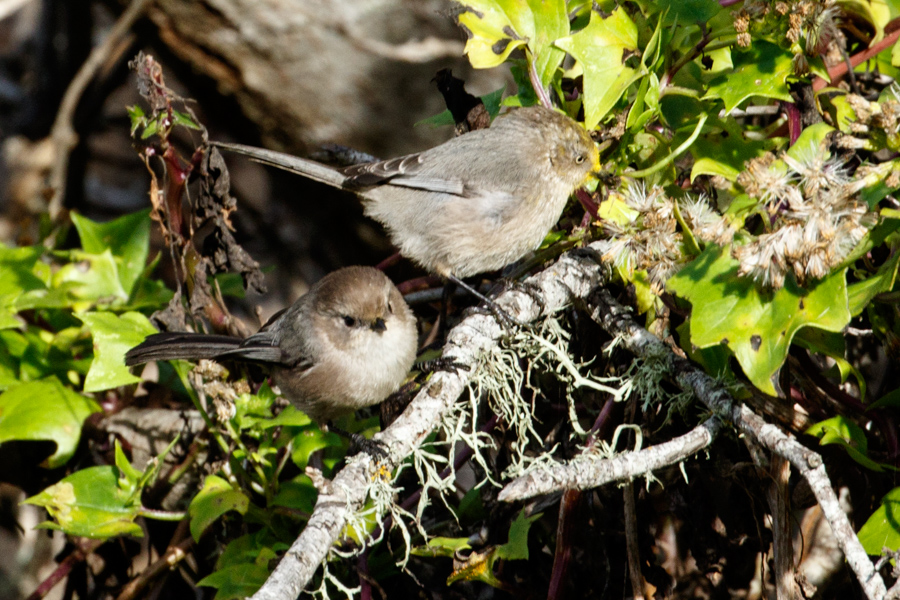 Bushtit