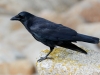 American Crow