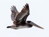 Brown Pelican