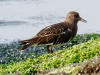 Black Turnstone