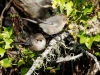 Bushtit