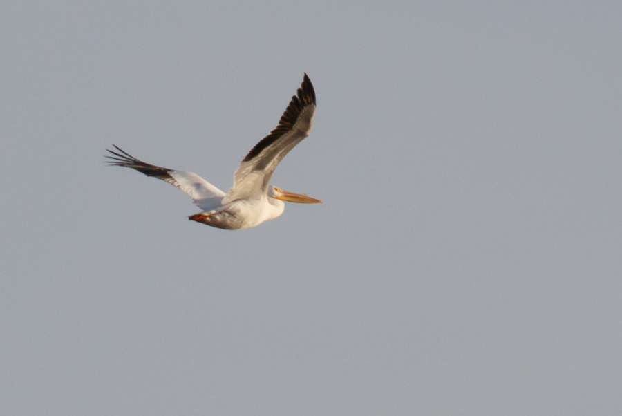 American White Pelican