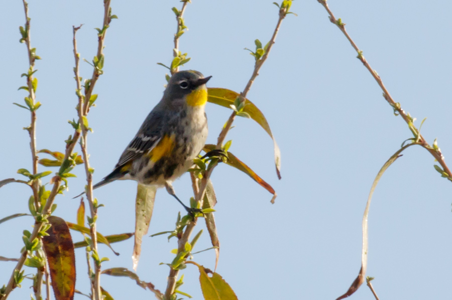 Yellow-rumped Warbler