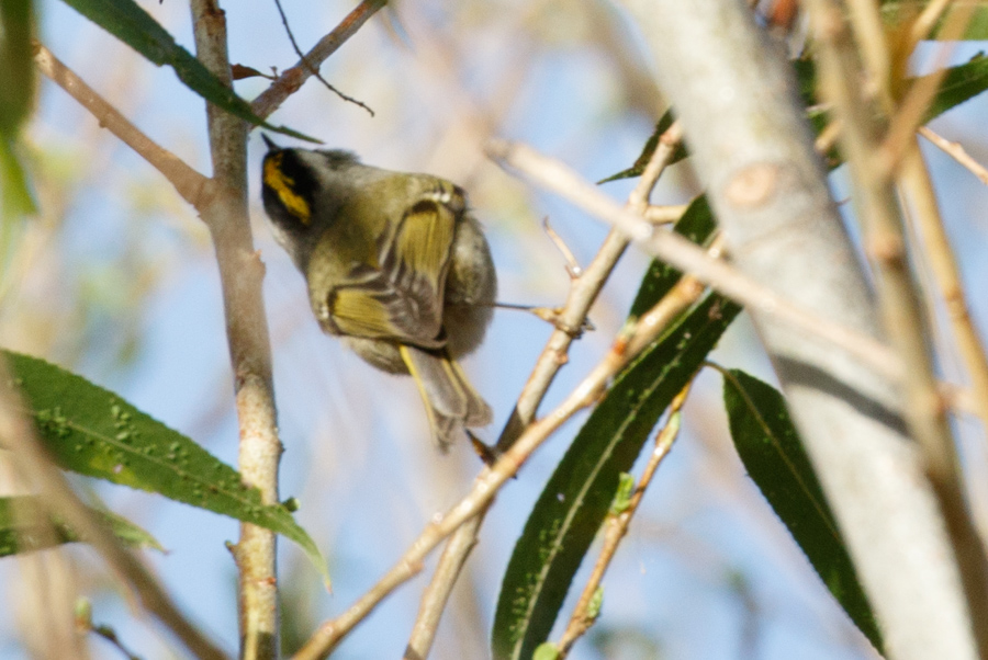 Golden-crowned Kinglet