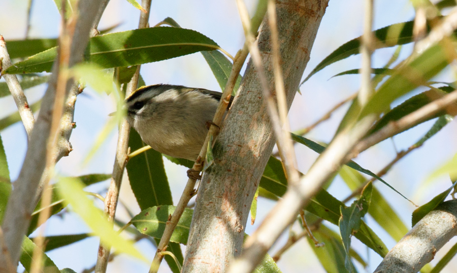 Golden-crowned Kinglet