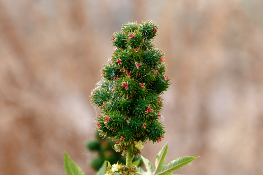 Castor Bean (Ricinus Cumunis). Base and Meridian Wildlife Area.