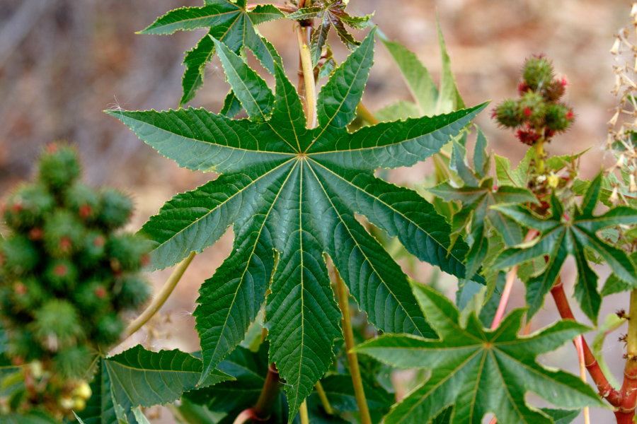 Castor Bean