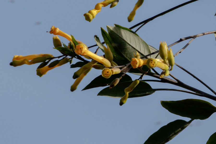 Tree Tobacco