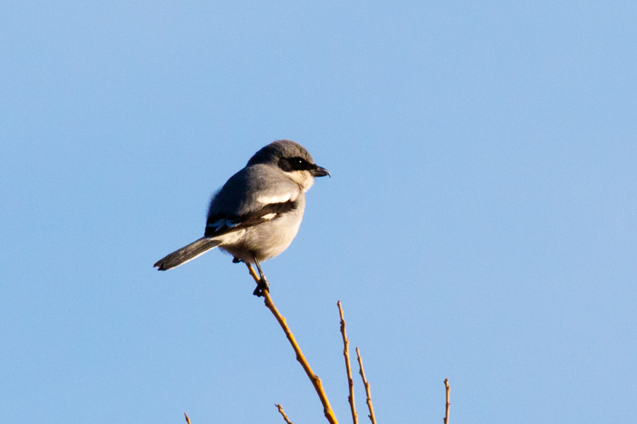 Loggerhead Shrike