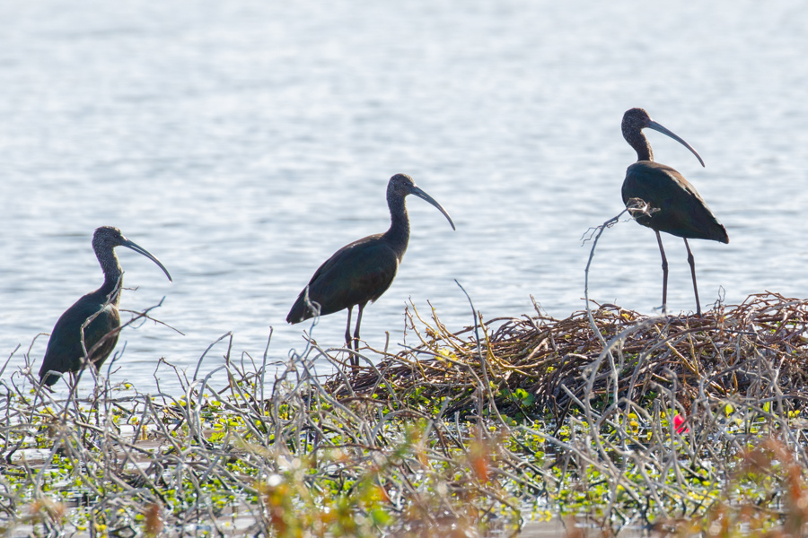 White-faced Ibis