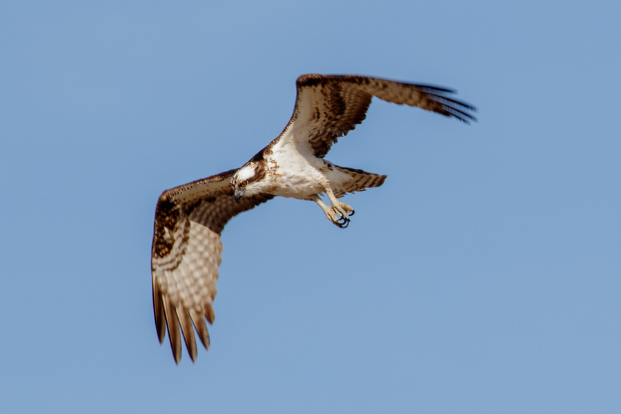 Osprey