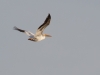 American White Pelican