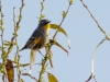 Yellow-rumped Warbler