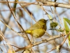 Orange-crowned Warbler