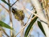 Golden-crowned Kinglet