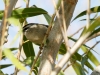 Golden-crowned Kinglet