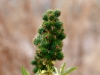 Castor Bean (Ricinus Cumunis). Base and Meridian Wildlife Area.