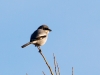 Loggerhead Shrike