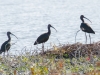 White-faced Ibis