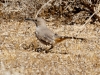 Le Conte's Thrasher