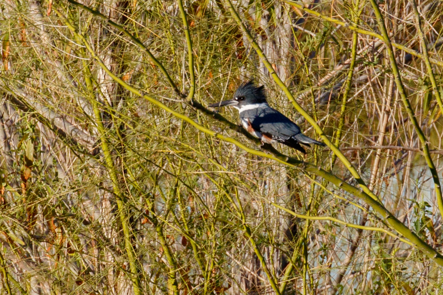 Belted Kingfisher