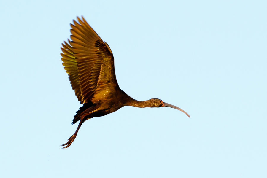 White-faced Ibis