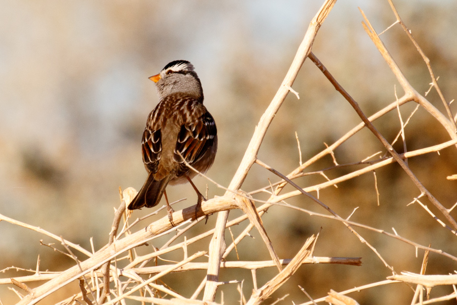 White-crowned Sparrow