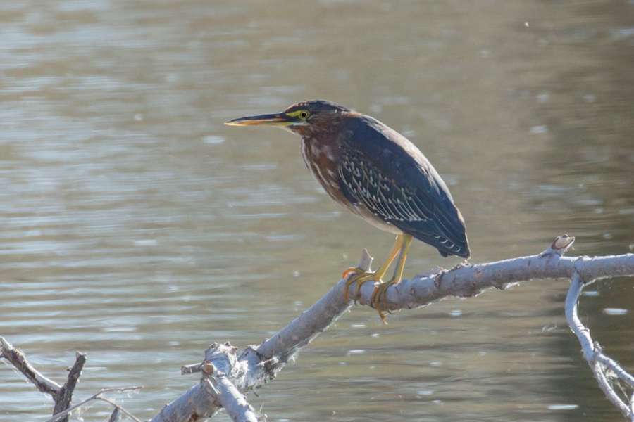 Green Heron