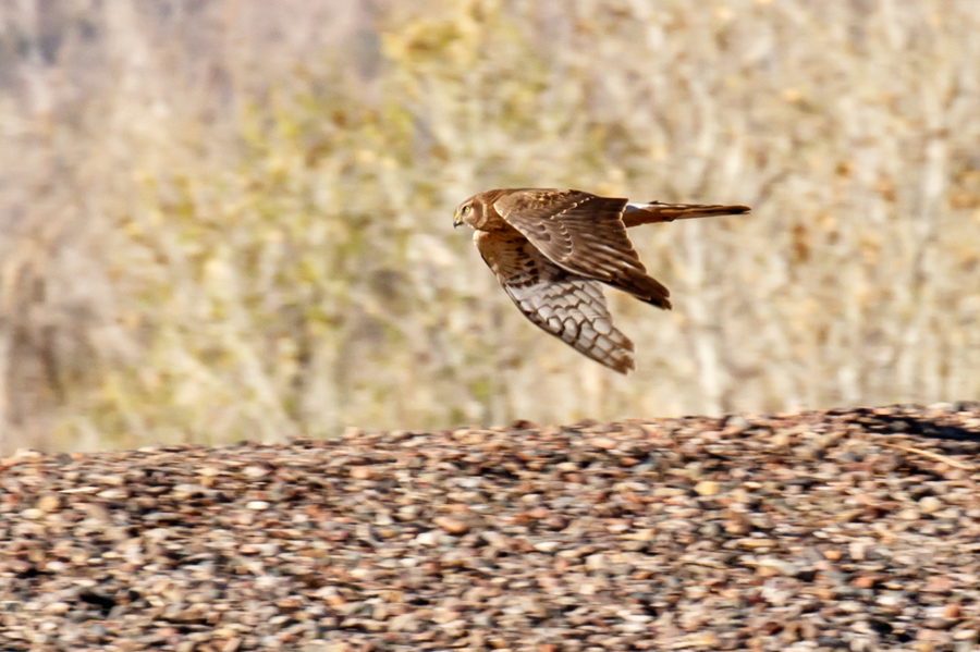 Northern Harrier