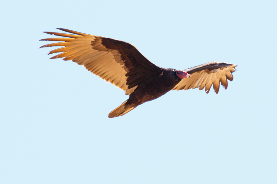 Turkey Vulture